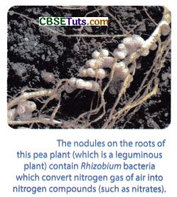 How Nutrients Are Replenished In The Soil - CBSE Tuts