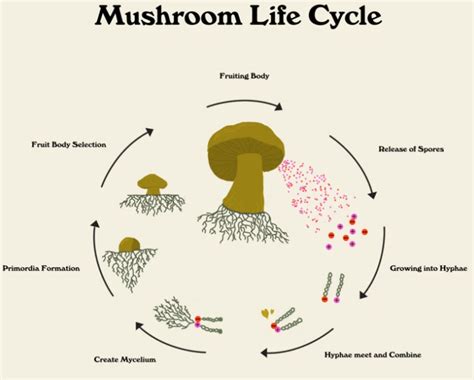 How to Grow Mushrooms from Mushrooms | SporeShift NZ