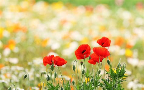 wallpaper poppies - HD Desktop Wallpapers | 4k HD