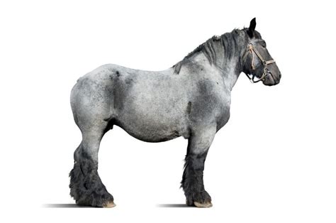 10 Common Blue Roan Horse Breeds (With Pictures & Cost)