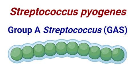 Streptococcus pyogenes- Group A Streptococcus (GAS)- An Overview