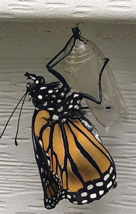 Monarch butterfly | Monarch, Monarch butterfly, Butterfly