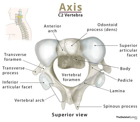 Axis (C2 Vertebra): Anatomy, Functions, & Labeled Diagram