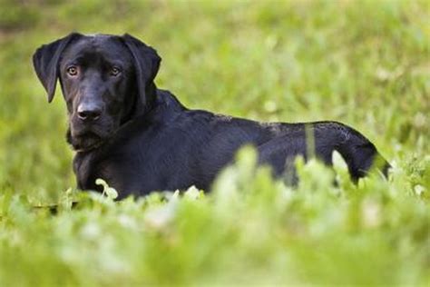 Black Lab Life Expectancy: The Lifespan of a Black Lab Mix | Cuteness