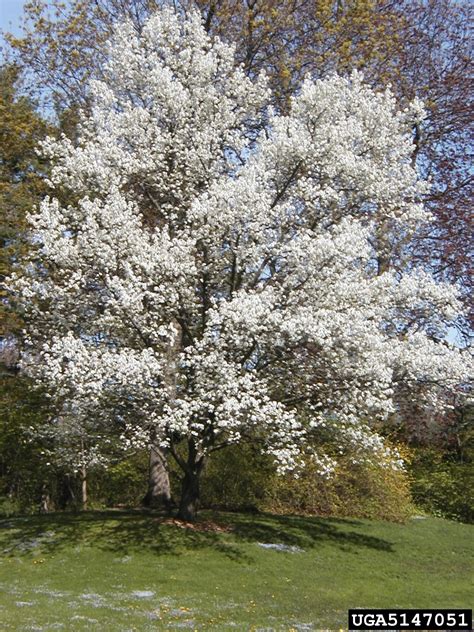 Callery pear (Bradford pear) (Pyrus calleryana)