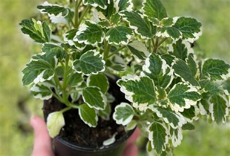 Swedish Ivy Care - Learn How to Care for Variegated Swedish Ivy in 2022 | Cheap plants, Annual ...