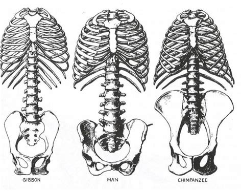 Bipedalism? The spine?