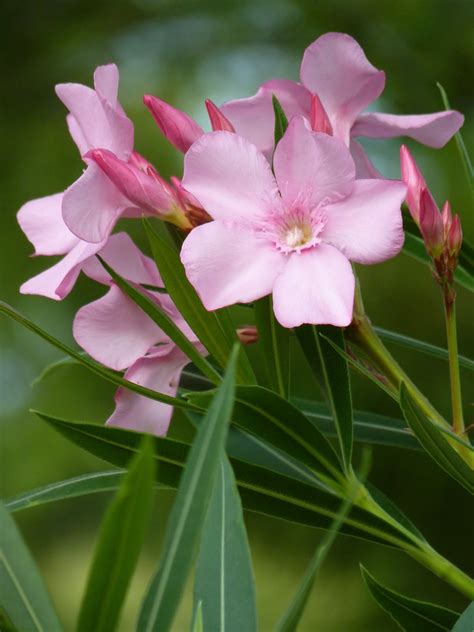 Houston Gardens: Lovely But Poisonous Oleander