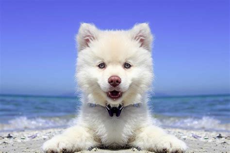 American Eskimo Dog Lifespan: How Long Do These Dogs Live? - A-Z Animals