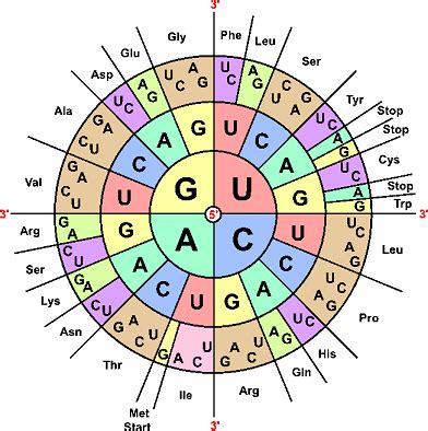 Translating an mRNA Strand Into an Amino Acid Sequence Using a Codon Chart Practice | Biology ...