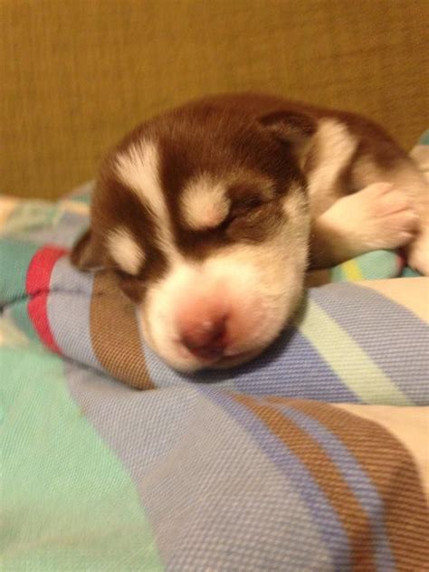 Newborn Husky puppy | Newborn puppies, Puppies, Siberian husky