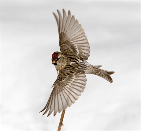 Common Redpoll | Audubon Field Guide