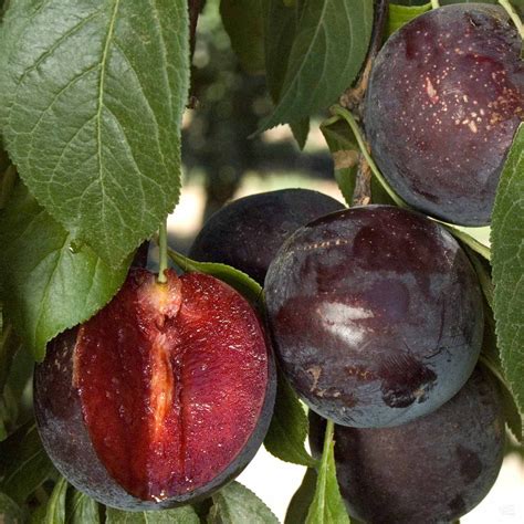 Plum 'Burgundy' — Green Acres Nursery & Supply