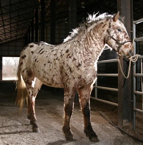 White Horses with Brown Spots | Photos & Info | LearningHorses.com