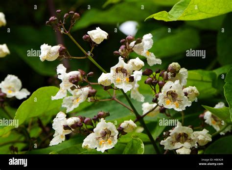 Catalpa blatt hi-res stock photography and images - Alamy