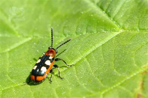 Common asparagus beetle - Facts, Diet, Habitat & Pictures on Animalia.bio