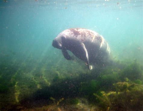 Manatees - Description, Pictures, Behavior, Lifespan, & Folk Stories ...