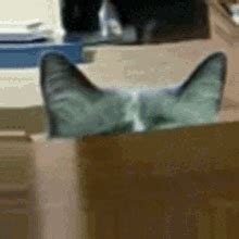 Cat Peek Cat GIF - Cat Peek Cat Peek - Discover & Share GIFs