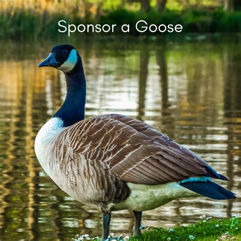 Sponsor — Carolina Waterfowl Rescue & Sanctuary