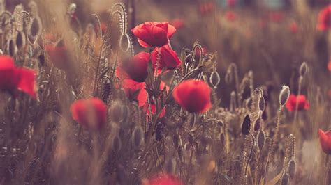 Poppies Sunset Gallery, poppy field at sunset HD wallpaper | Pxfuel