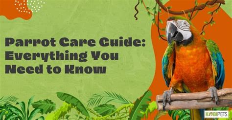 Parrot Care Guide: Everything You Need to Know - Kobi Pets