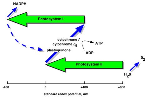 The Z-scheme of photosynthesis in plants