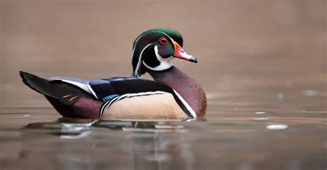 Ducks vs. Geese: 5 Key Differences Between These Birds!