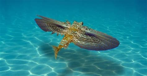 Flying Fish Pictures - AZ Animals