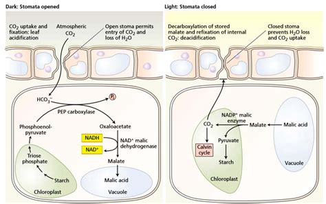 Cassulacean Acid Metabolism - Study Solutions