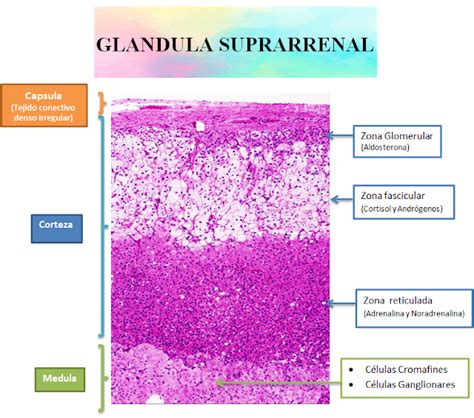 Histología de la Glándula Suprarrenal