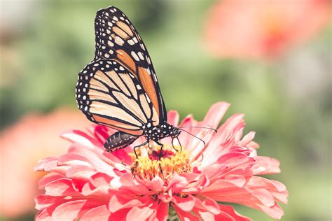 Summer Magic::The Flying Flowers - minding my nest