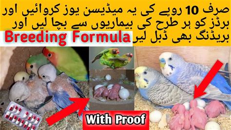 All Birds Diseases Solution In Just Rs.10 l birds diseases and ...