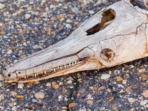 Alligator gar skull on paved aggregate surface Stock Photo | Adobe Stock