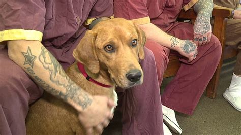 SCI Frackville Inmates Train Dogs Up For Adoption | wnep.com