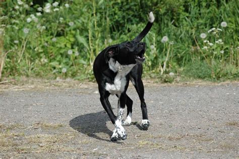 Barking Problems: Bark Collar, Clicker Training, and the Right Choice ...