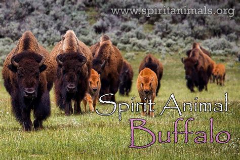 Buffalo as Spirit Animal - Meaning and Symbolism - Spirit Animals