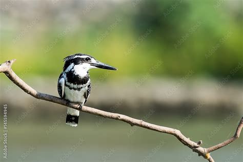 Pied Kingfisher Stock Photo | Adobe Stock