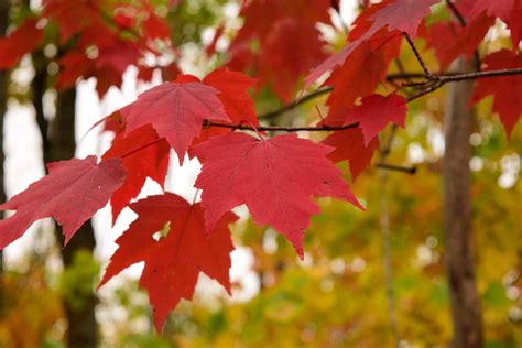 How to Grow and Care for Red Maple Trees | Gardener’s Path