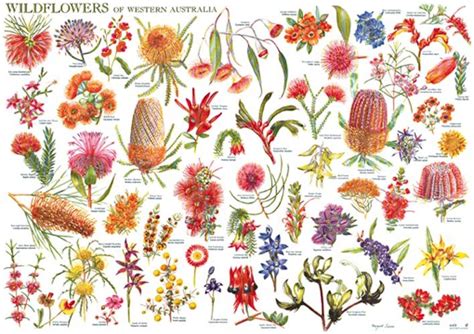 Wild Flowers of Western Australia Wall Chart | Australian native flowers, Flowers australia ...