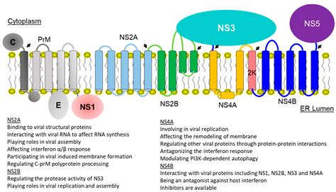 Membranes | Free Full-Text | Structures and Dynamics of Dengue Virus ...