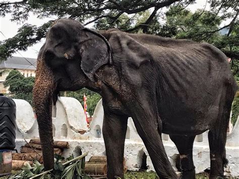 starving animals:These Heartbreaking Pictures Of Starving Animals Show Exactly What's Wrong With ...