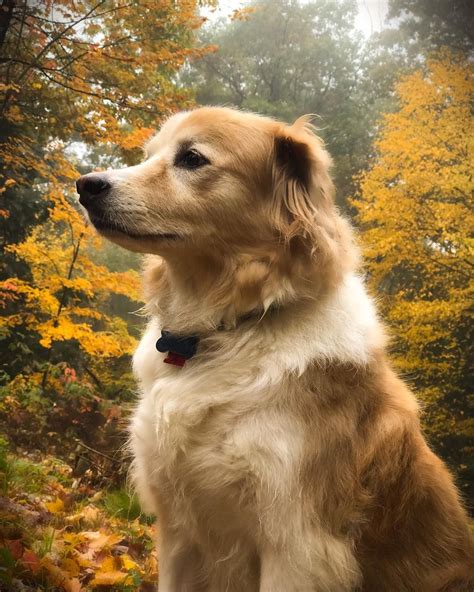 Border Collie Golden Retriever Sheltie Mix: Facts, Temperament - Pet Spruce