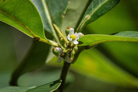 Small holly tree lost for 186 years found in patch of forest in Brazil