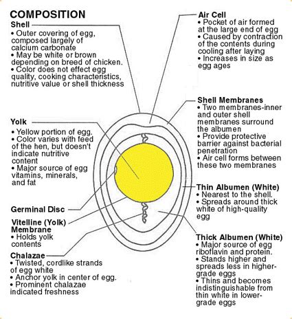 Egg Yolk Nutrition Facts