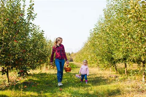 Mother with Girl Pick Apples in the Basket Stock Photo - Image of ...