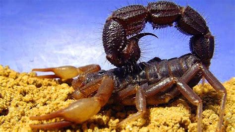 Top 10 Most Poisonous Insects In The World em 2020