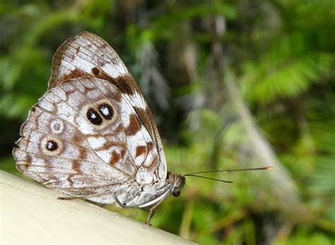 welcher Falter? - Schmetterlinge (Lepidoptera) bestimmen - ACTIAS