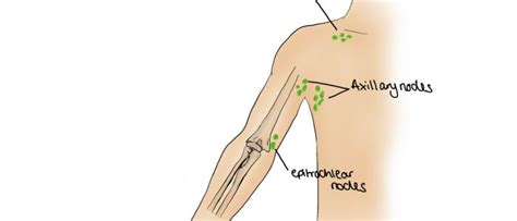 Which Area Of The Arm Drains To The Epitrochlear Nodes - Best Drain Photos Primagem.Org