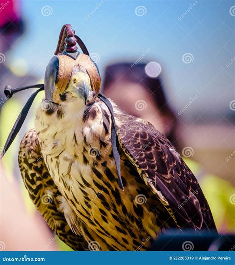 Falconry Falcon Birds of Prey Stock Image - Image of american, birds ...