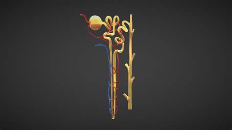 Kidney Nephron Structure Anatomy - Buy Royalty Free 3D model by Nima (@h3ydari96) [83474e0 ...